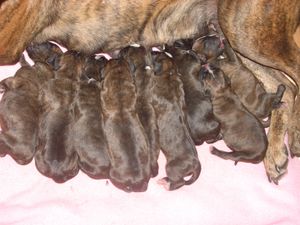 du domaine des trois vallées - Naissance des BB de CAESAR avec UDJALINE