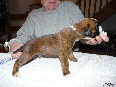 du domaine des trois vallées - BB CAESAR - BIBI à trois semaines rubrique chiots